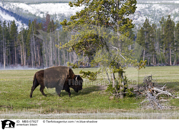 Amerikanischer Bison / american bison / MBS-07827