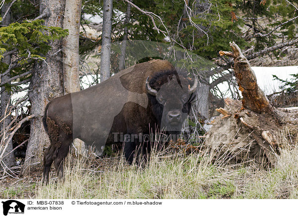 Amerikanischer Bison / american bison / MBS-07838