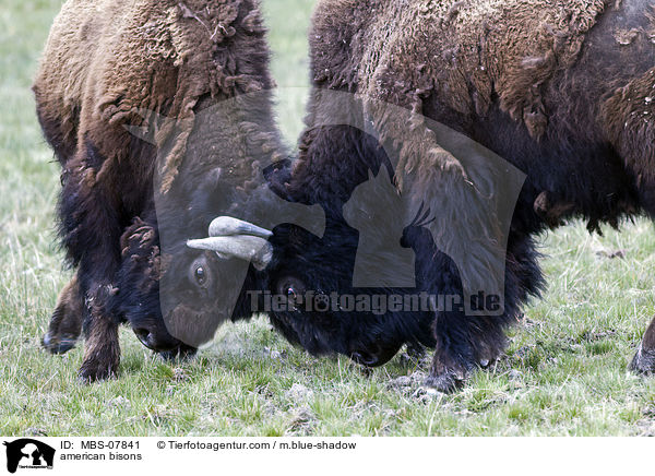 Amerikanische Bisons / american bisons / MBS-07841