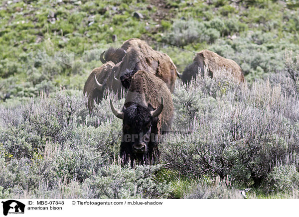 american bison / MBS-07848