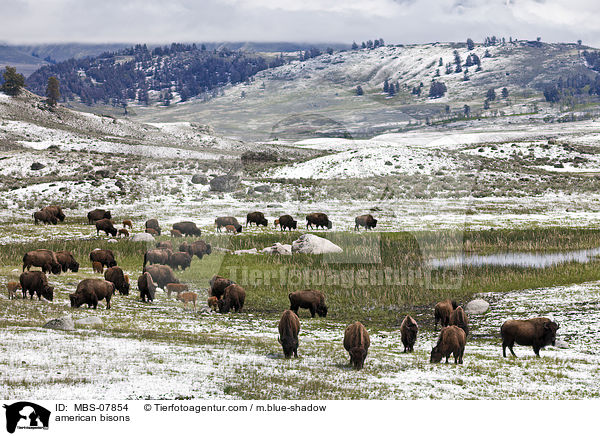 Amerikanische Bisons / american bisons / MBS-07854