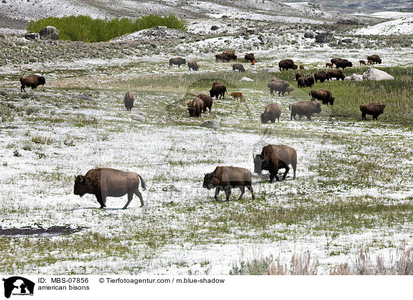 Amerikanische Bisons / american bisons / MBS-07856