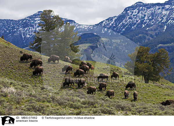 Amerikanische Bisons / american bisons / MBS-07862