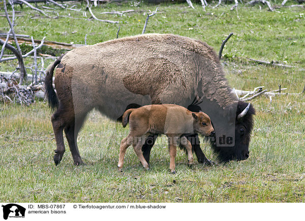 Amerikanische Bisons / american bisons / MBS-07867