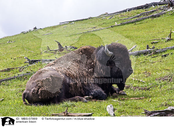 american bison / MBS-07869