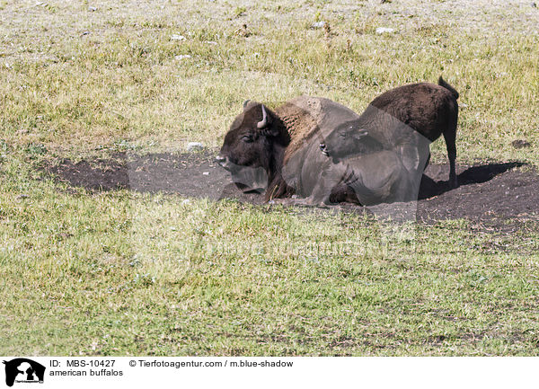 Amerikanische Bisons / american buffalos / MBS-10427