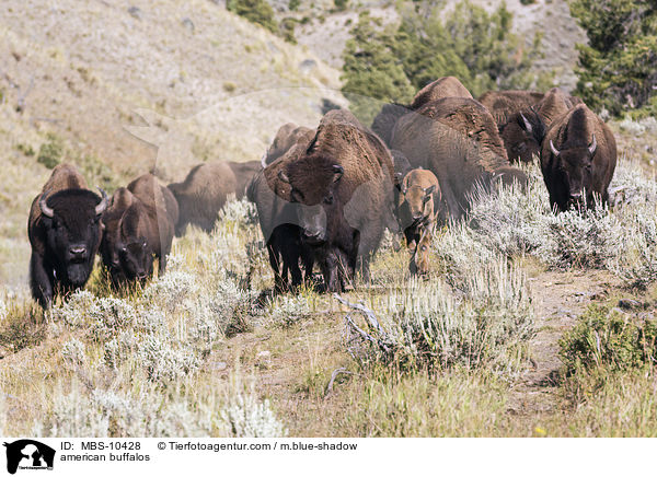 Amerikanische Bisons / american buffalos / MBS-10428