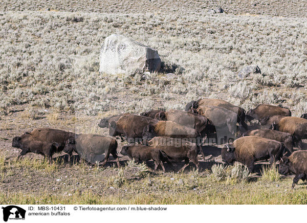 american buffalos / MBS-10431