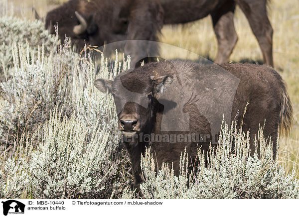 Amerikanischer Bison / american buffalo / MBS-10440