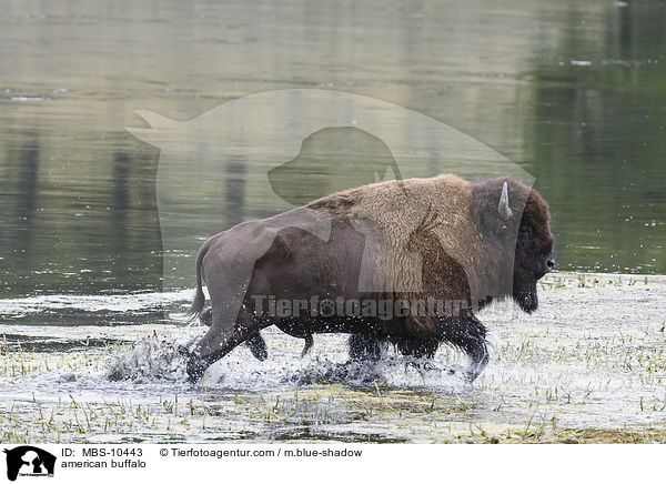 Amerikanischer Bison / american buffalo / MBS-10443