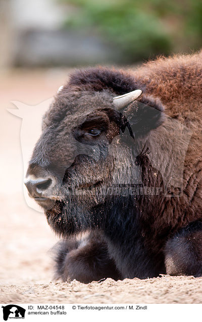 Amerikanischer Bison / american buffalo / MAZ-04548