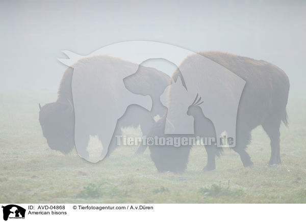 American bisons / AVD-04868