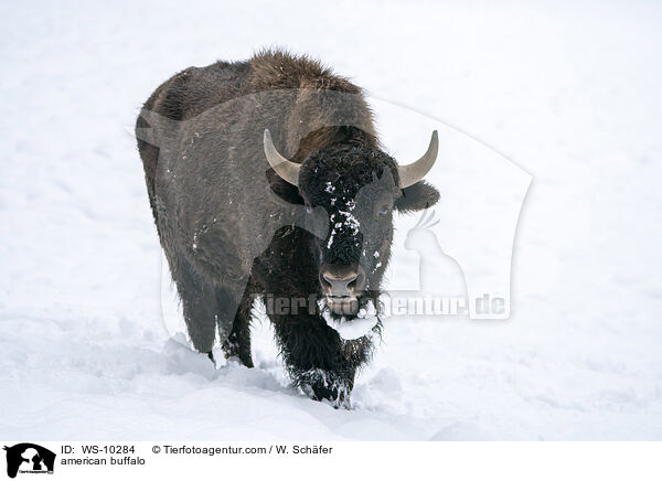 Amerikanischer Bison / american buffalo / WS-10284