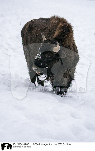 Amerikanischer Bison / american buffalo / WS-10286