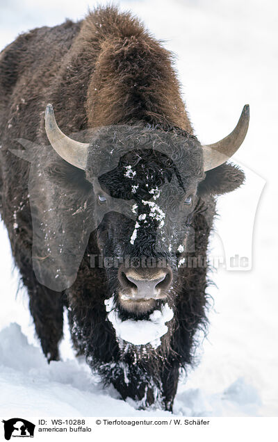 Amerikanischer Bison / american buffalo / WS-10288