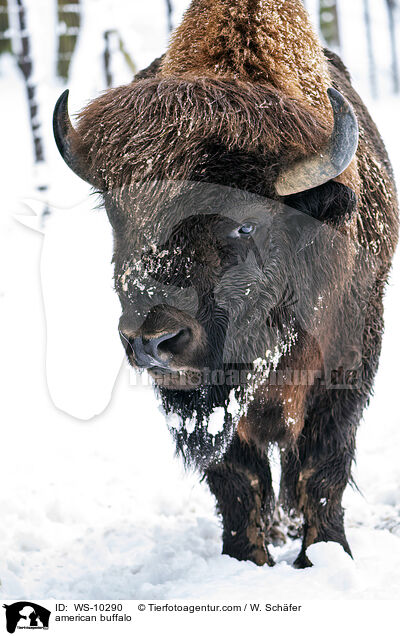 Amerikanischer Bison / american buffalo / WS-10290