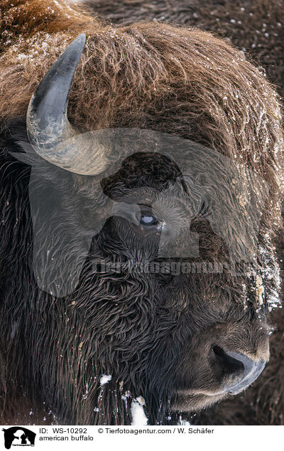 Amerikanischer Bison / american buffalo / WS-10292