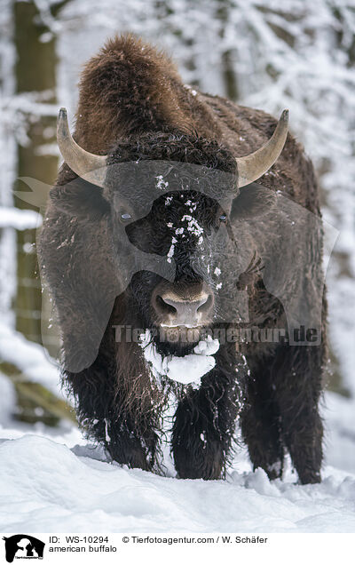 Amerikanischer Bison / american buffalo / WS-10294