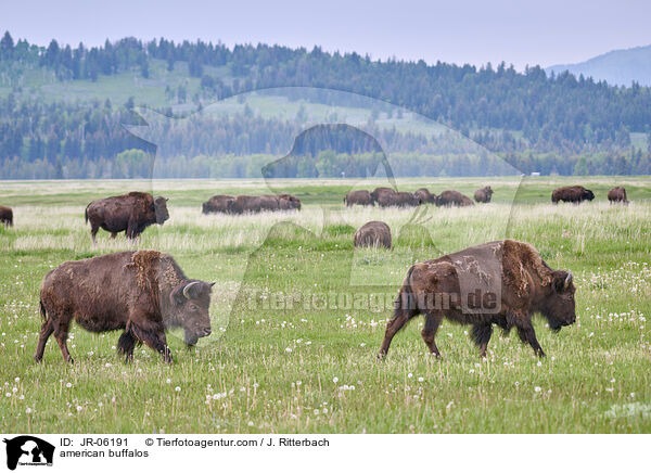 Amerikanische Bisons / american buffalos / JR-06191