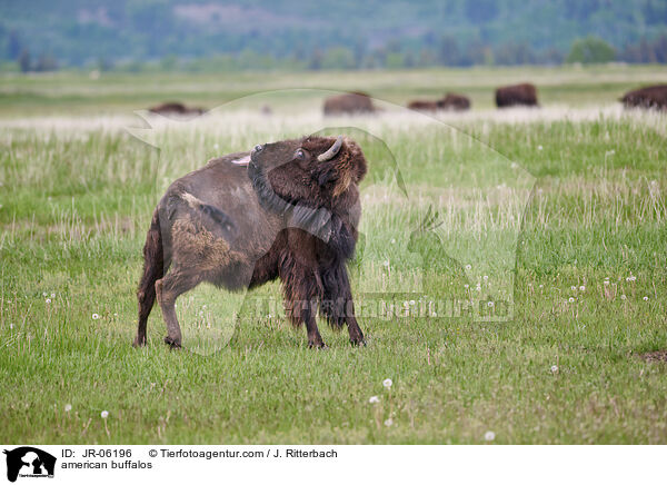 american buffalos / JR-06196