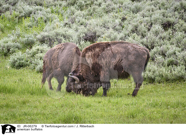 american buffalos / JR-06279