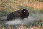 American buffalo