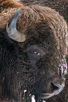 american buffalo