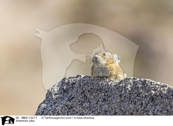 Amerikanischer Pfeifhase / American pika / MBS-10211