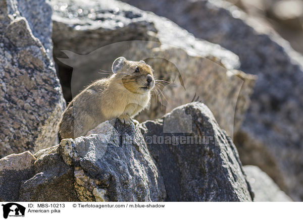 Amerikanischer Pfeifhase / American pika / MBS-10213