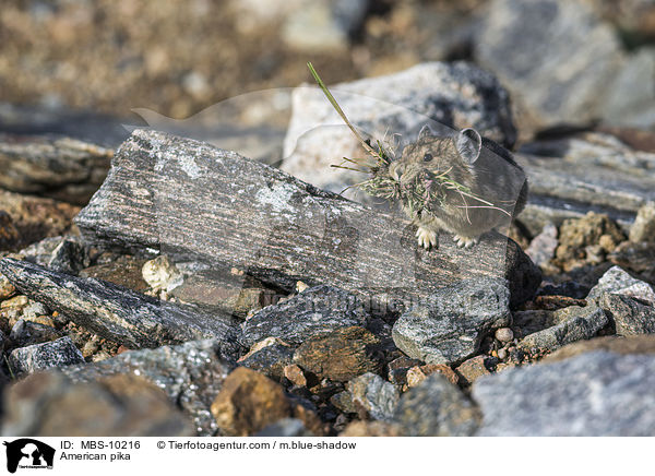 Amerikanischer Pfeifhase / American pika / MBS-10216