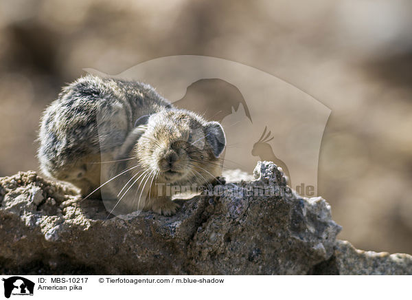 Amerikanischer Pfeifhase / American pika / MBS-10217