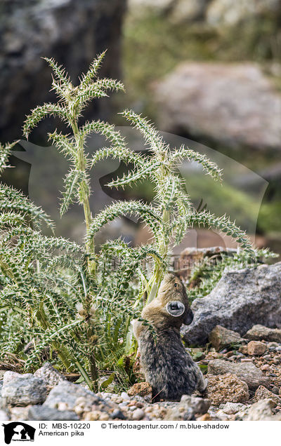 Amerikanischer Pfeifhase / American pika / MBS-10220