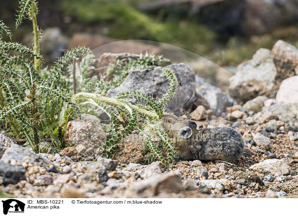 Amerikanischer Pfeifhase / American pika / MBS-10221