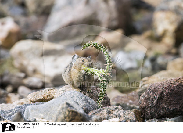 Amerikanischer Pfeifhase / American pika / MBS-10222