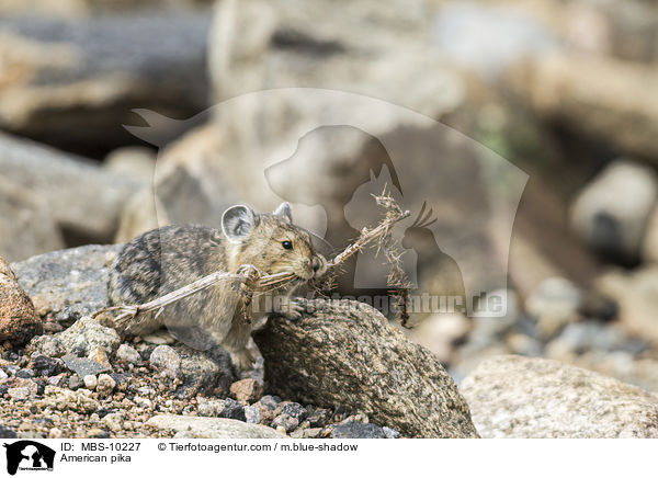 Amerikanischer Pfeifhase / American pika / MBS-10227