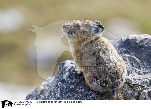 Amerikanischer Pfeifhase / American pika / MBS-10232