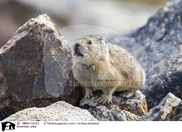 Amerikanischer Pfeifhase / American pika / MBS-10233