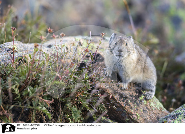 Amerikanischer Pfeifhase / American pika / MBS-10238