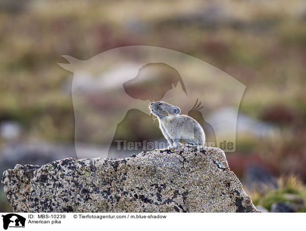 Amerikanischer Pfeifhase / American pika / MBS-10239