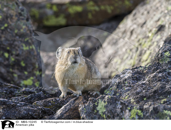 Amerikanischer Pfeifhase / American pika / MBS-10245