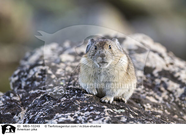 Amerikanischer Pfeifhase / American pika / MBS-10249