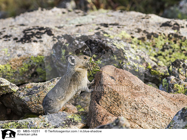 Amerikanischer Pfeifhase / American pika / MBS-10251