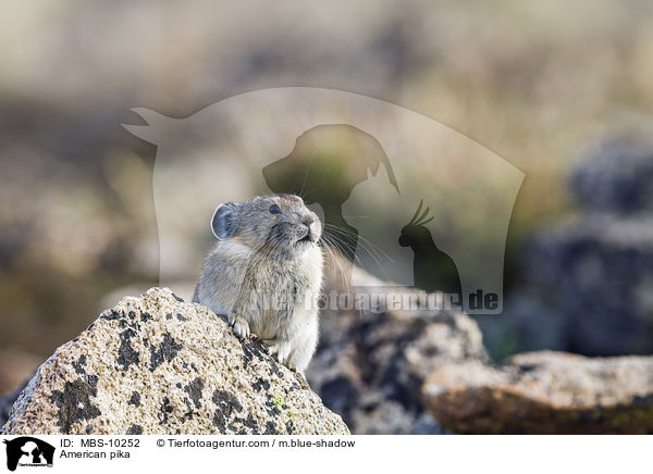 Amerikanischer Pfeifhase / American pika / MBS-10252