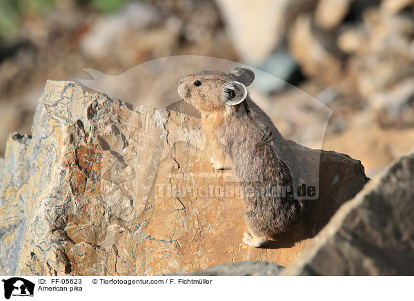 Amerikanischer Pfeifhase / American pika / FF-05623