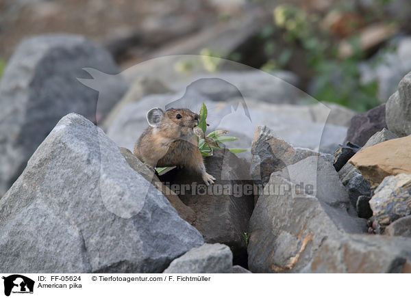 Amerikanischer Pfeifhase / American pika / FF-05624