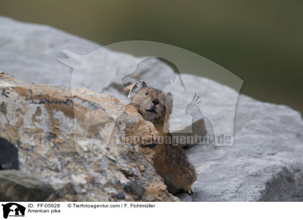 Amerikanischer Pfeifhase / American pika / FF-05628