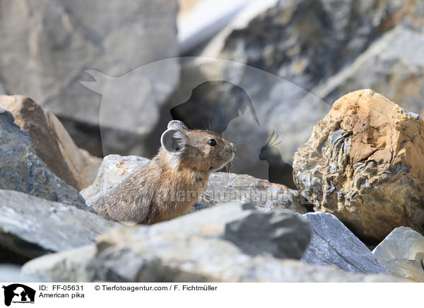 Amerikanischer Pfeifhase / American pika / FF-05631