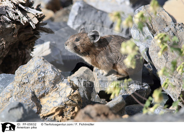 Amerikanischer Pfeifhase / American pika / FF-05632