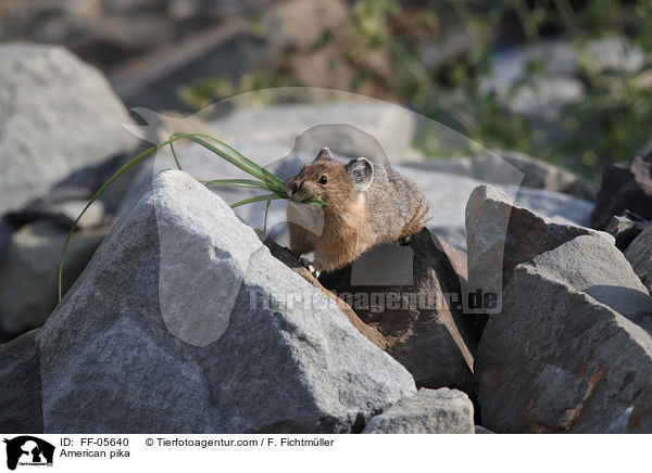 Amerikanischer Pfeifhase / American pika / FF-05640