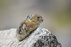 American pika